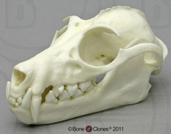 Greater Flying Fox Skull