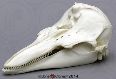 Harbor Porpoise Skull