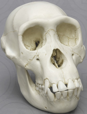 Chimpanzee Juvenile Skull