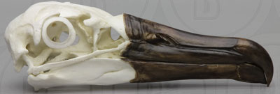 Black-footed Albatross Skull