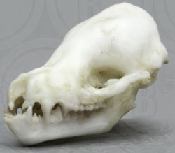 Cave Myotis Bat Skull