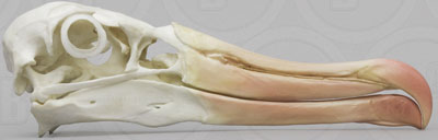 Black-browed Albatross Skull