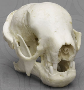 Three-toed Sloth Skull