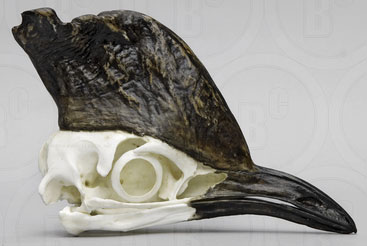 Cassowary Skull