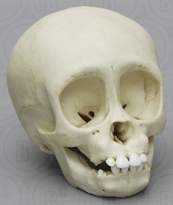 Gorilla Infant Skull