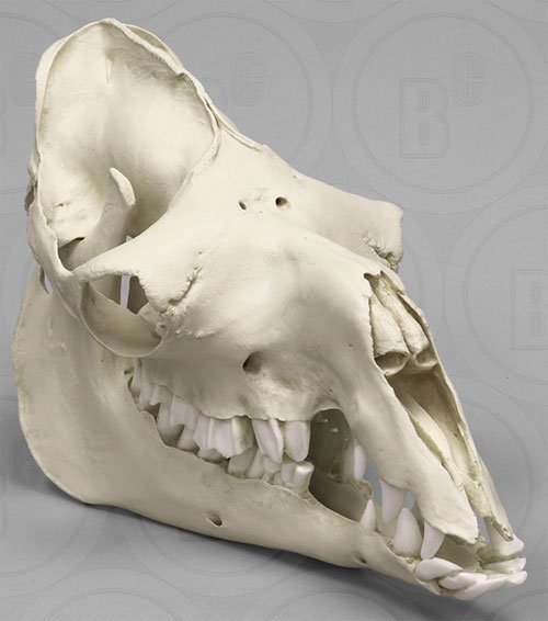 Arabian Camel, Dromedary Skull