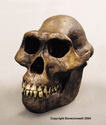 Australopithecus afarensis Skull