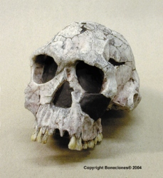 Homo habilis- KNM ER 1813 Skull