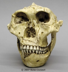 Australopithecus robustus- SK-48 Skull with jaw