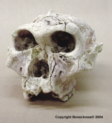 Australopithecus robustus- SK-48 Skull