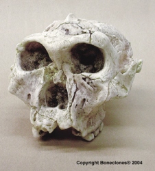 Australopithecus robustus