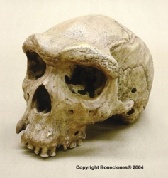 Homo heidelbergensis-Broken Hill 1- Skull (Rhodesian Man)