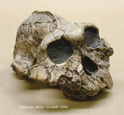 Australopithecus boisei- KNM ER 406 Skull