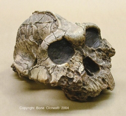 Australopithecus boisei