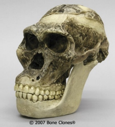 Australopithecus africanus-STS 5 Mrs. Ples Skull with jaw