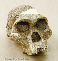 Australopithecus africanus-STS 5 Mrs. Ples Skull