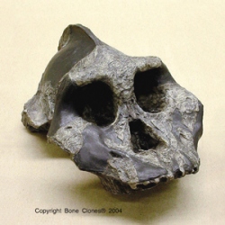 Australopithecus aethiopicus- KNM WT 17000 Skull