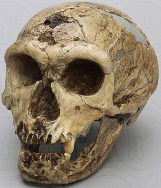 Homo neanderthalensis Skull La Chapelle-aux-Saints