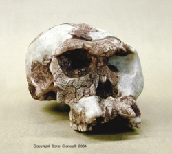 Homo habilis- OH 24 Skull