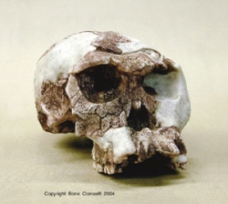 Homo habilis