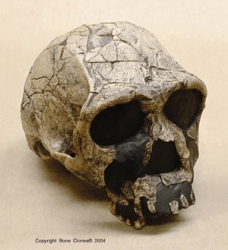 Homo ergaster -KNM-ER 3733 Skull