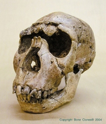 Homo ergaster- KNM-WT-15000 Nariokotome boy Skull