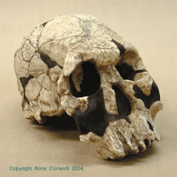 Homo rudolfensis- KNM ER 1470 Skull
