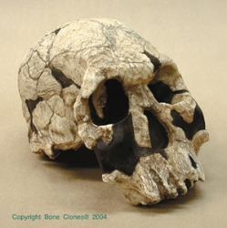 Homo rudolphensis