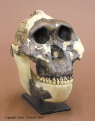 Australopithecus boisei- OH5- Zinjanthropus Skull WITH JAW