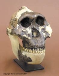 Australopithecus boisei