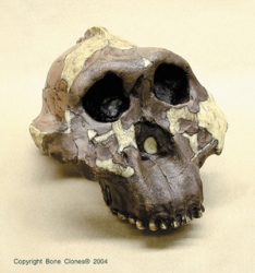 Australopithecus boisei- OH5- Zinjanthropus Skull