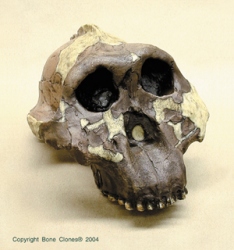 Australopithecus boisei