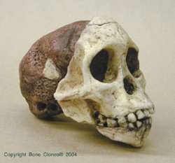 Australopithecus africanus-Tuang Child Skull
