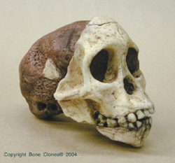 Australopithecus africanus