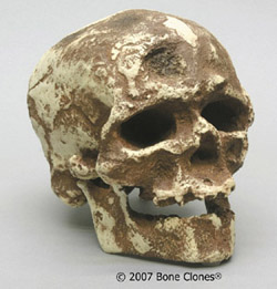 Homo sapiens, Cro-Magnon- 1