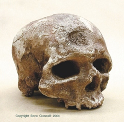 Cro-Magnon 1 Cranium