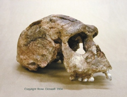 Homo erectus- Sangiran 17