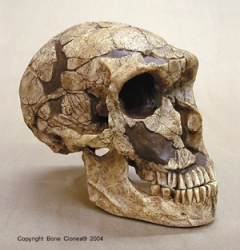 Neandertal- La Ferrassie Skull