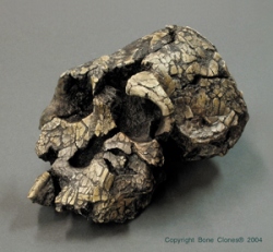 Kenyanthropus platyops Skull