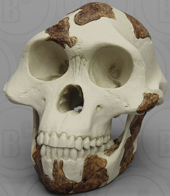 Australopithecus afarensis 