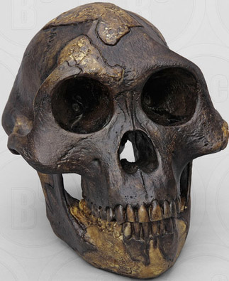 Australopithecus afarensis 