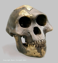Australopithecus afarensis- Lucy - dark Skull