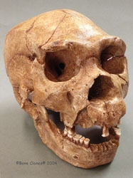 Homo heidelbergensis- Atapuerca-5 Skull
