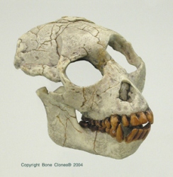 Proconsul Skull