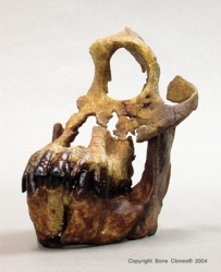 Sivapithecus Skull