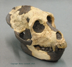 Aegyptopithecus zeuxis Skull