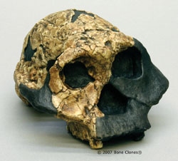 Australopithecus boisei- Female-KNM ER 732 Skull
