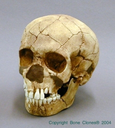 Neanderthal child Skull