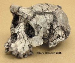 Sahelanthropus tchadensis Skull