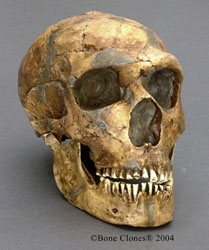 Homo neanderthalensis